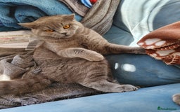 British Shorthair cats for stud: GCCF Active BLUE BOY for stud 💙 in Bexleyheath - Image 5