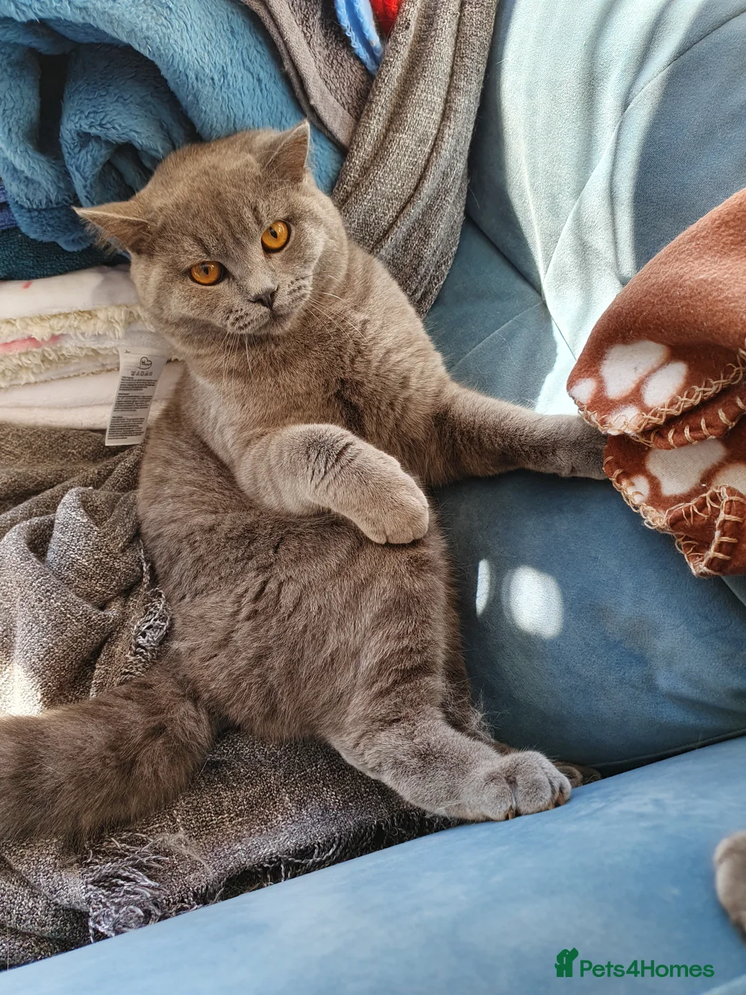 British Shorthair cats for stud: GCCF Active BLUE BOY for stud 💙 in Bexleyheath - Advert 5