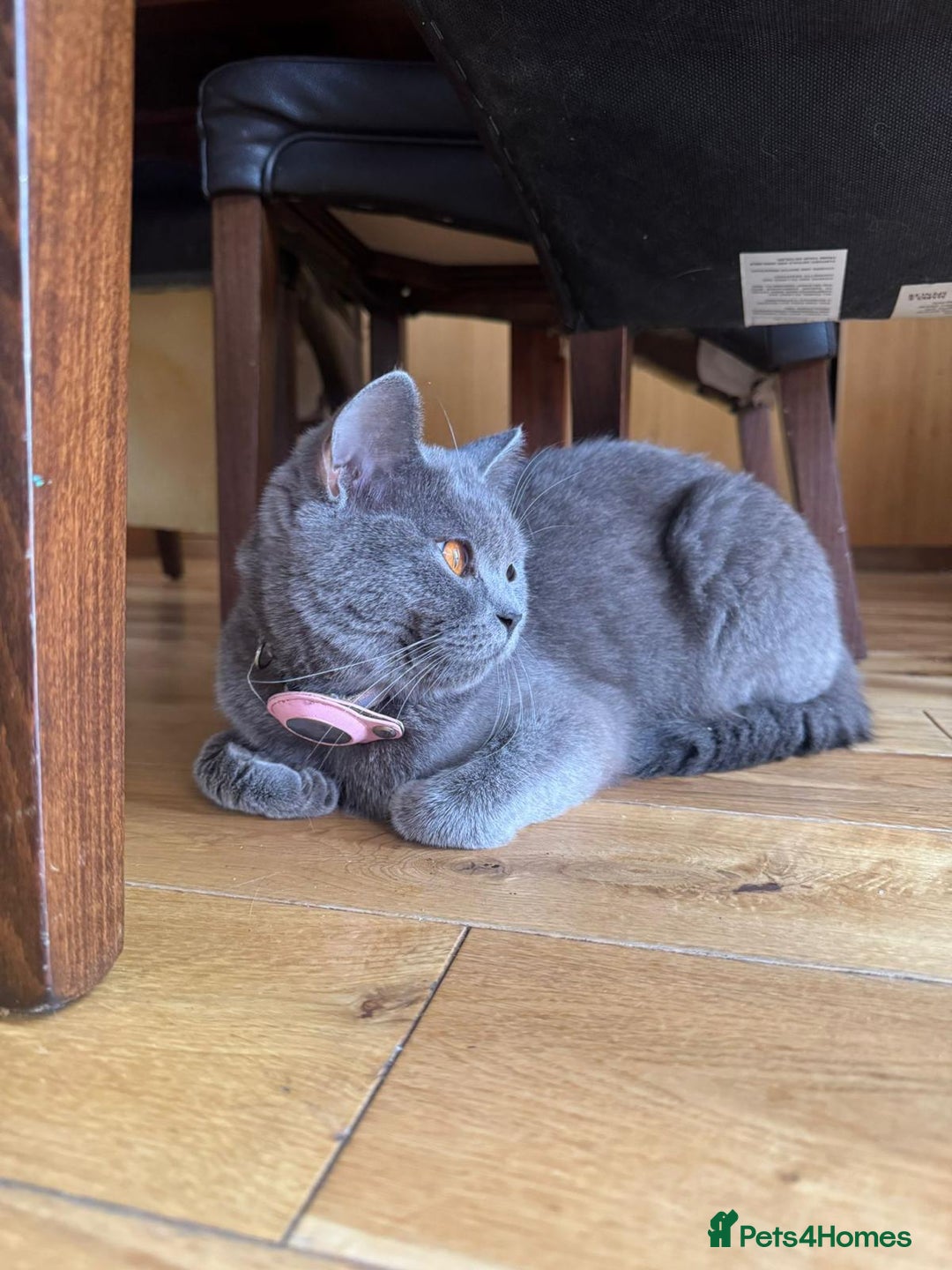British Shorthair cats for sale: Blue British Shorthair Looking for a Loving Home💕 - Advert 7