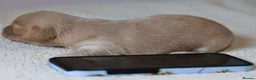 Miniature Dachshund dogs for sale: 5*Licensed+KCreg+Vetchecked+PRAclear+LONG HAIRED - Advert 7