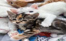 Domestic Shorthair cats for sale: Kittens looking for forever home.  - Image 9