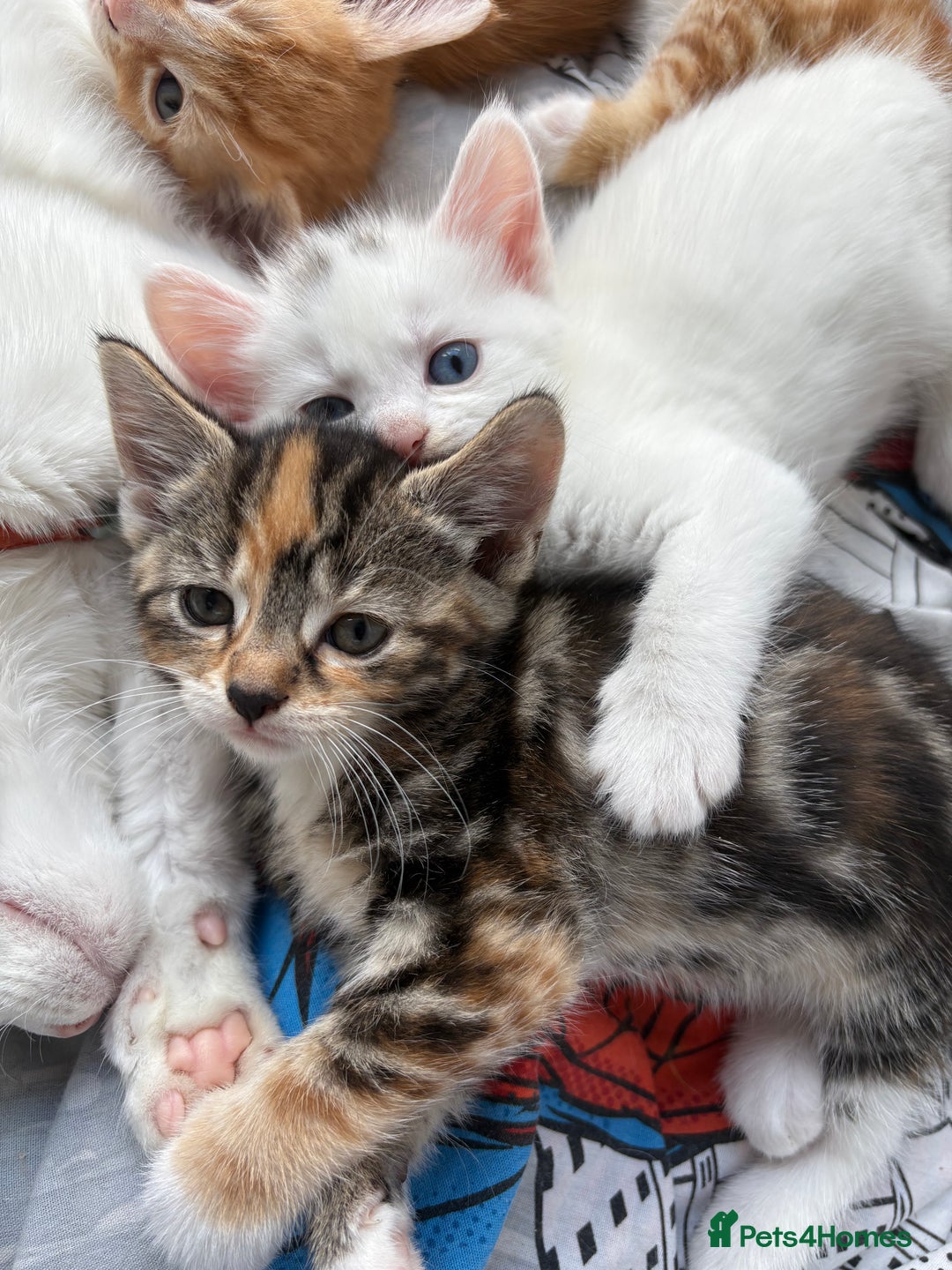 Domestic Shorthair cats for sale: Kittens looking for forever home.  - Image 9