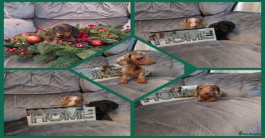 Miniature Dachshund dogs - Advert 11