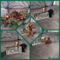 Miniature Dachshund dogs - Advert 11