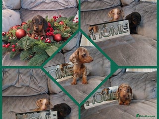Miniature Dachshund dogs - Advert 18