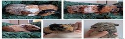 Guinea Pig rodents for sale: Teddy Babies - Advert 2