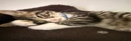 Ragcoon cats for sale: RAGCOONS ragdoll mainecoons  - Advert 25