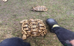 Tortoise reptiles for sale: Large female leopard tortoise - Image 1