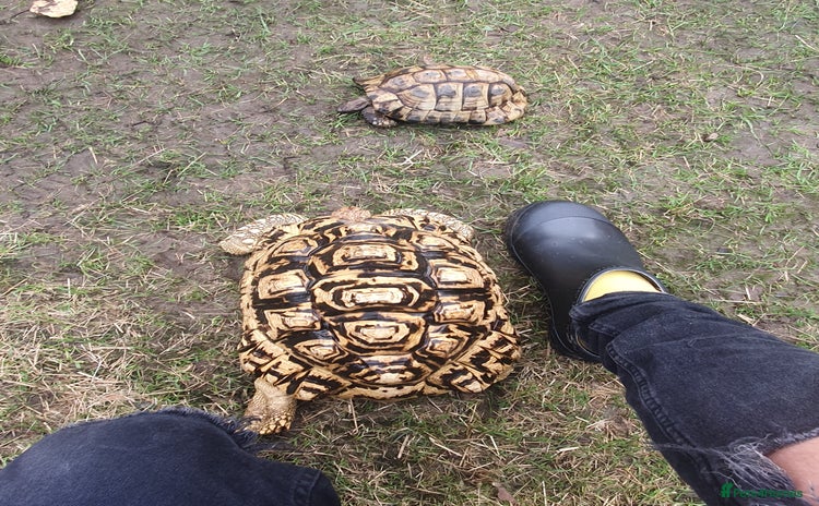 Tortoise reptiles - Advert 11
