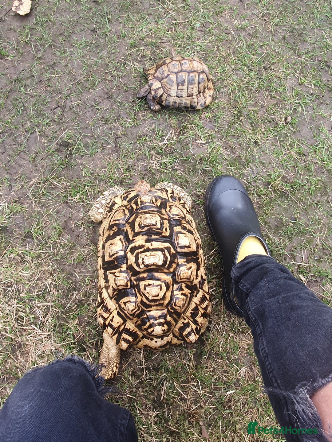 Tortoise reptiles for sale: Large female leopard tortoise - Image 1