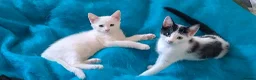Mixed Breed cats for sale: Turkish Angora mix kittens - Advert 4