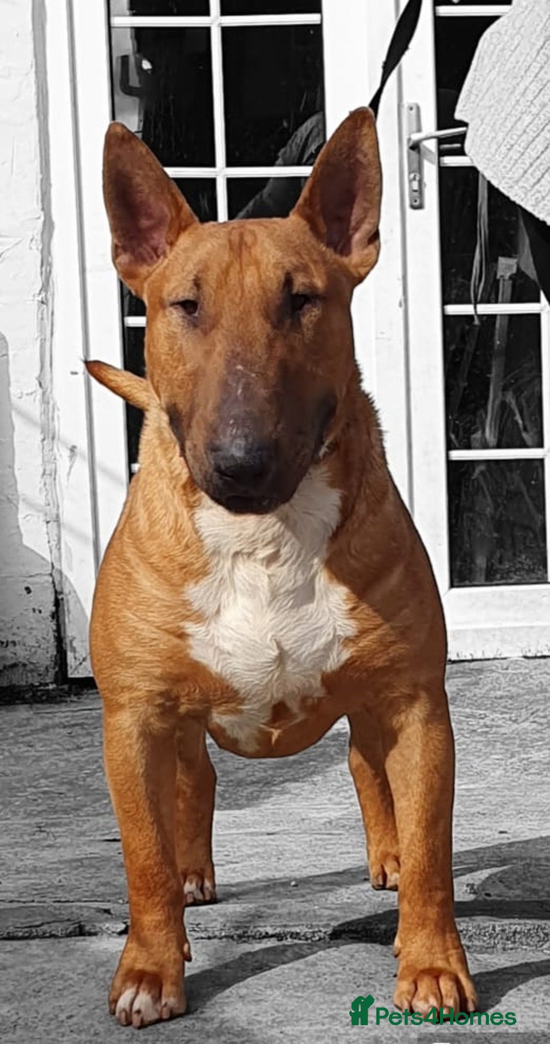 English Bull Terrier dogs for stud: Proven Bull Terrier studs x 2 - Advert 7