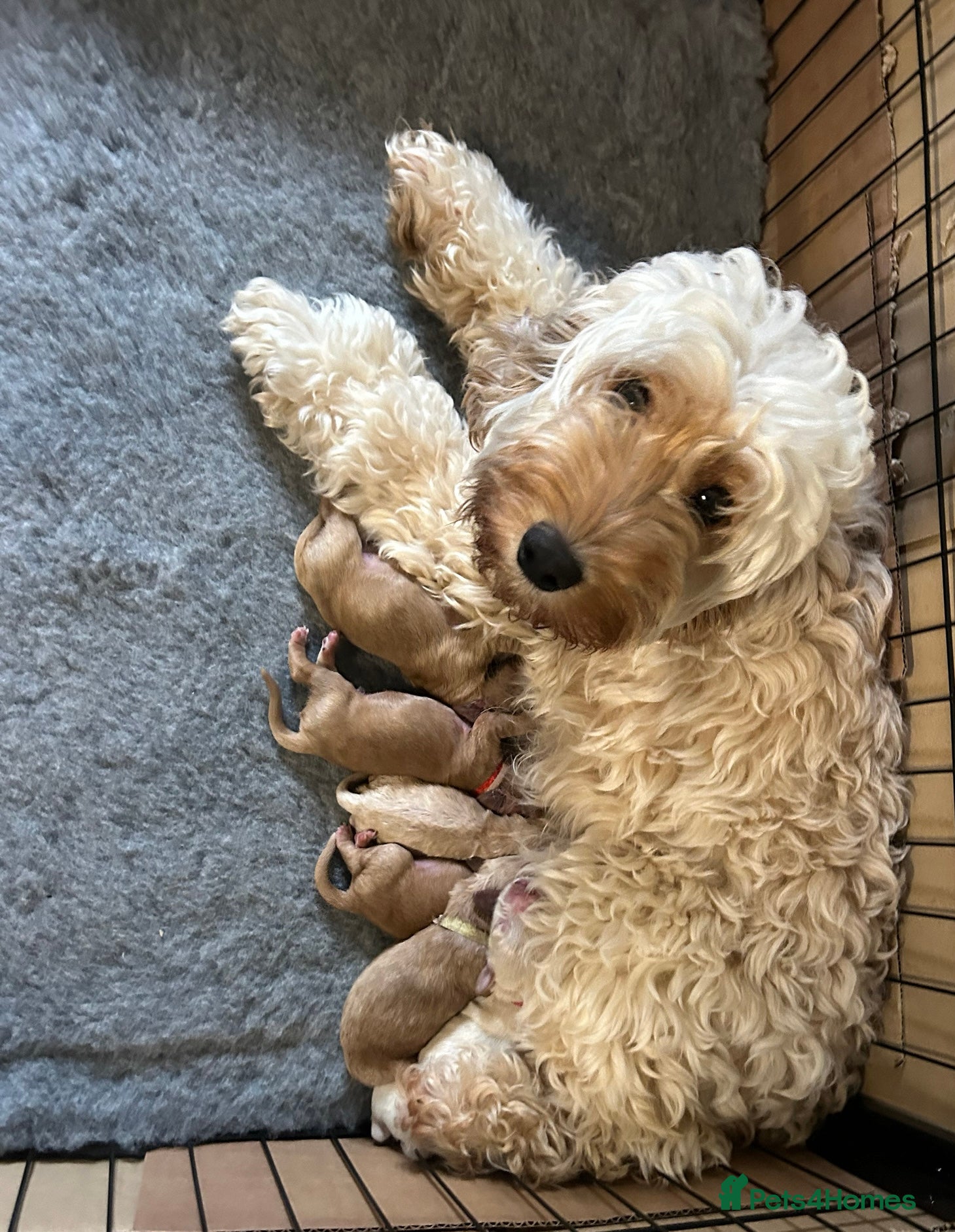 Cockapoo dogs Beautiful cockapoo puppies for sale - Advert 2