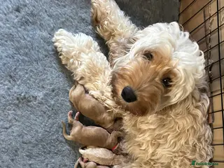 Cockapoo dogs Beautiful cockapoo puppies for sale - Advert 7