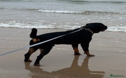 Rottweiler dogs for stud: Proven KC Rottweiler At Stud  in Bacup - Image 5