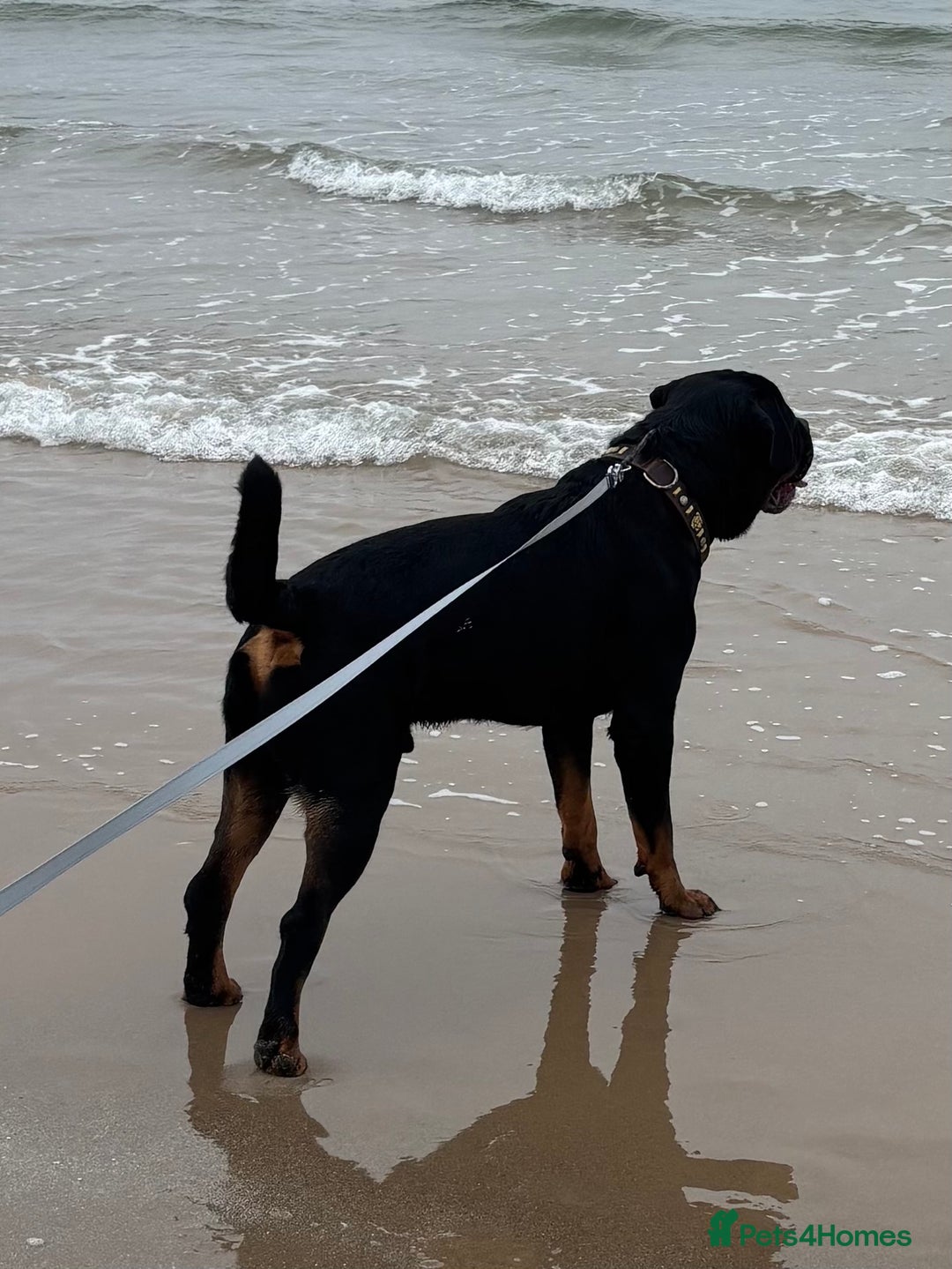 Rottweiler dogs for stud: Proven KC Rottweiler At Stud  in Bacup - Image 5
