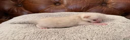 Birman cats for sale: Beautiful snow bengals  - Advert 8
