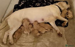 Labrador Retriever dogs for sale: Classic English show type Labrador puppies  - Advert 8