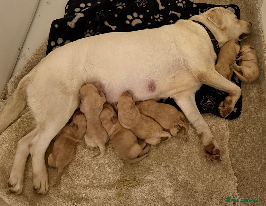 Labrador Retriever dogs for sale: Classic English show type Labrador puppies  - Advert 8