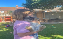 English Lop rabbits for sale: Flop eared male rabbit - Image 7