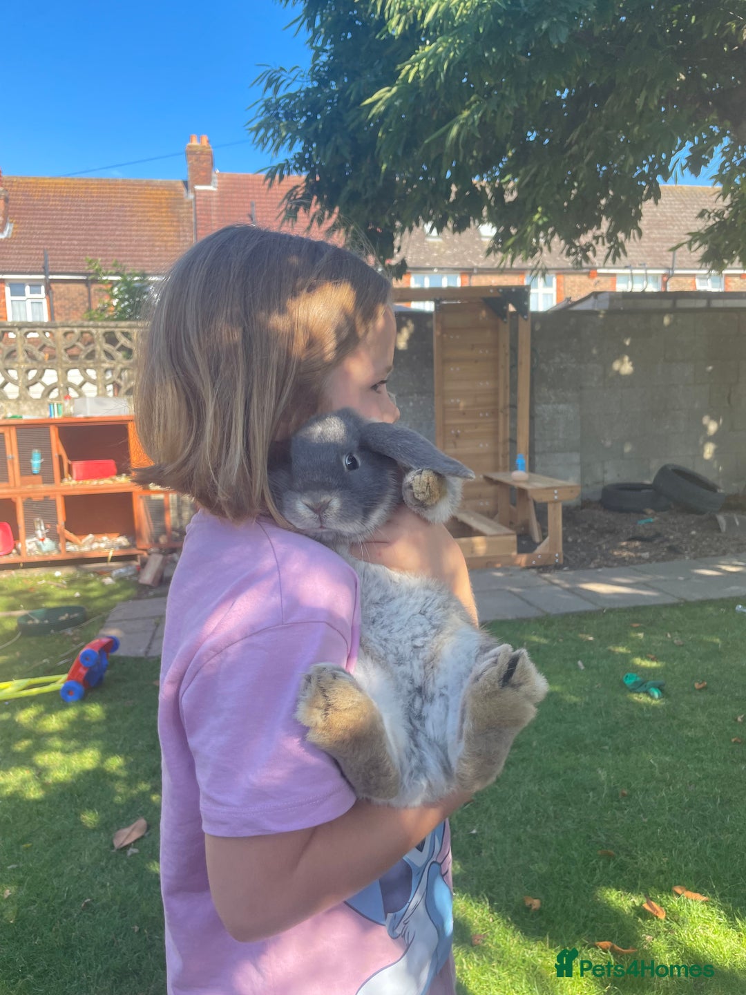 English Lop rabbits for sale: Flop eared male rabbit - Image 7