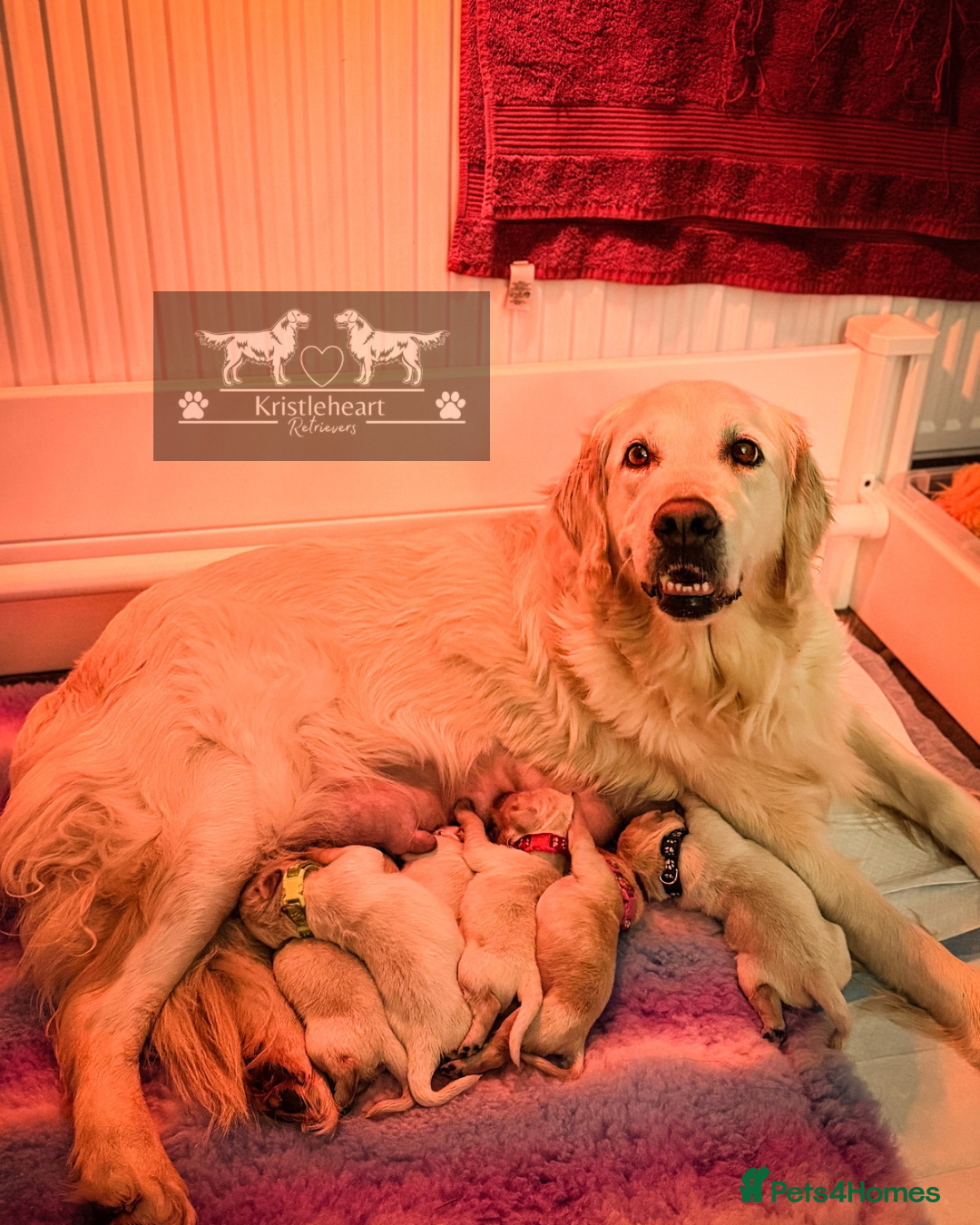 Golden Retriever dogs KC HEALTH TESTED PUPS *7 pups remaining* - Advert 10