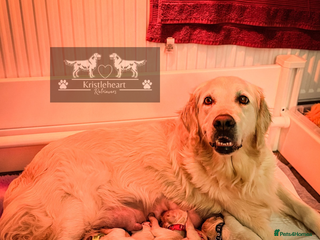 Golden Retriever dogs KC HEALTH TESTED PUPS *7 pups remaining* - Advert 10