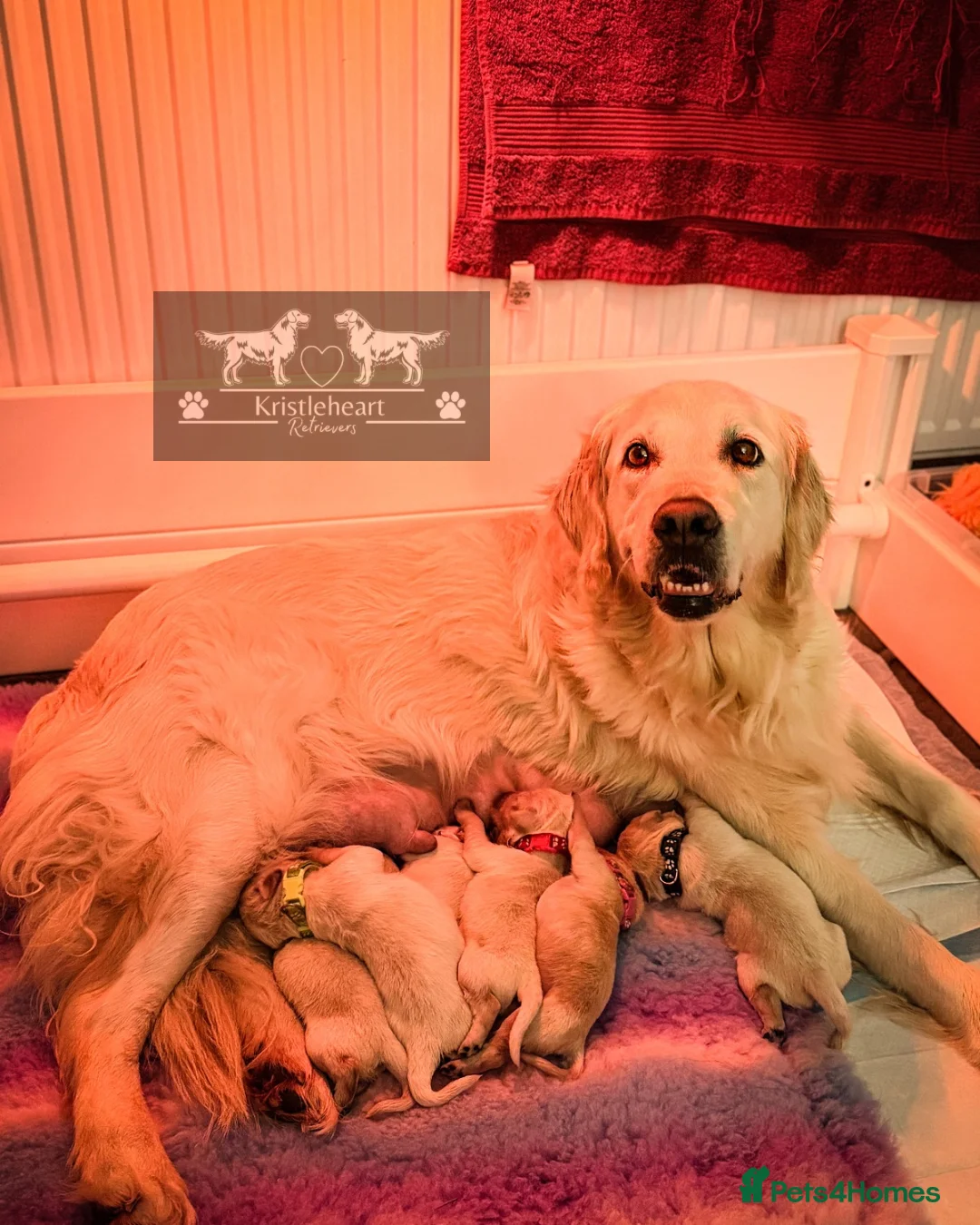 Golden Retriever dogs for sale: KC HEALTH TESTED PUPS *1 boy remaining* - Advert 10
