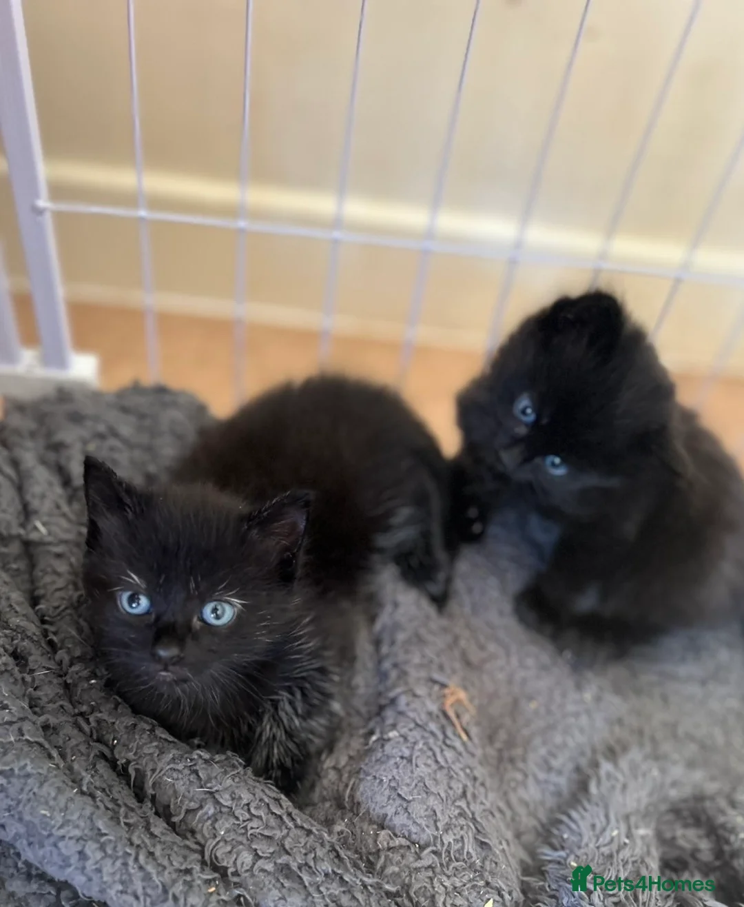 Bengal cats for sale: Bengal X Ragdoll [READY TO GO] - Advert 2