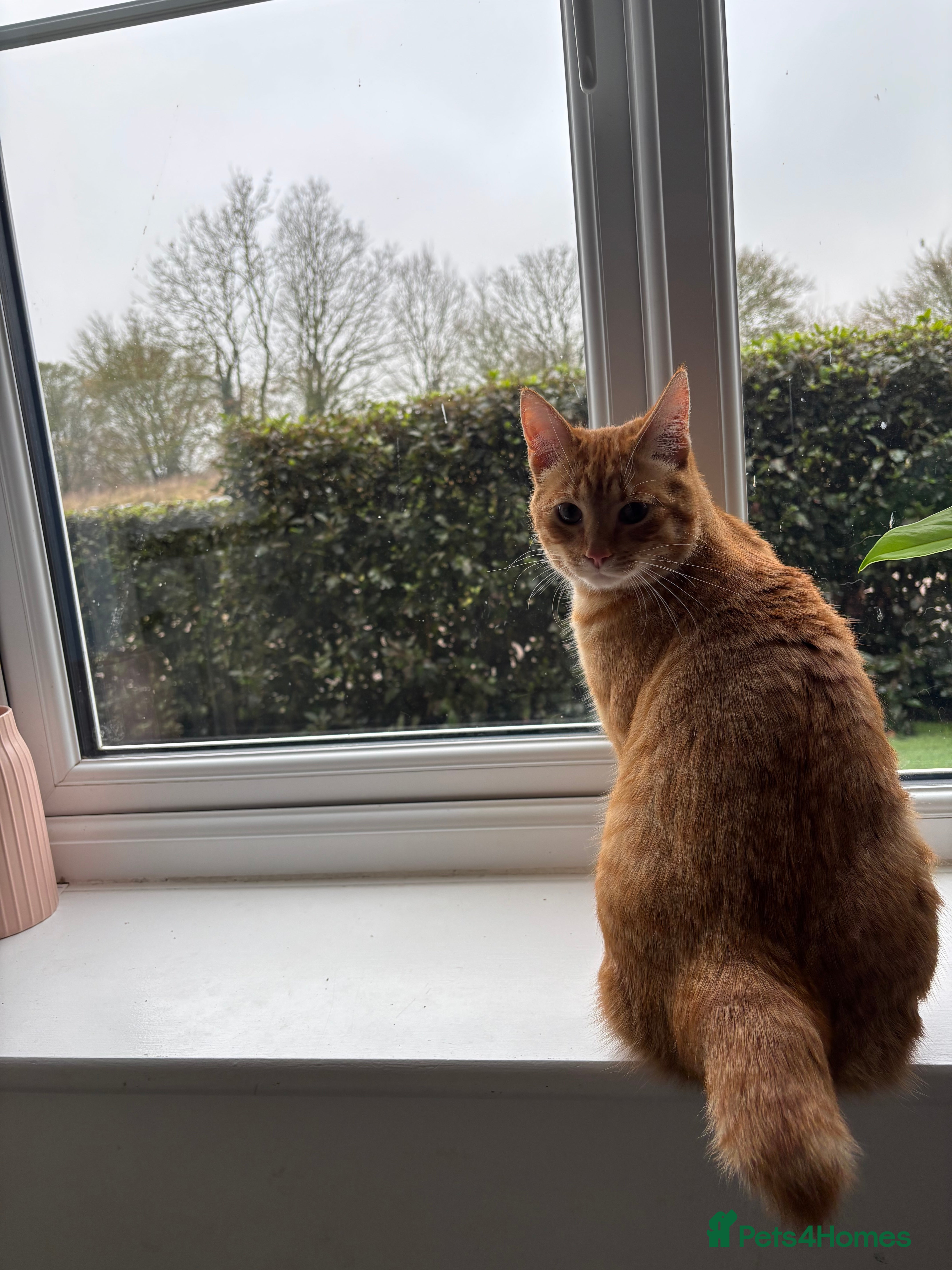 Pixie Bob cats Pixie Bob - Advert 3