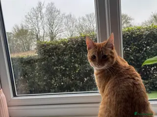 Pixie Bob cats Pixie Bob - Advert 3