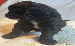 Mixed Breed dogs for sale: Cocker Spaniel cross Cavapoo Pups - Image 17