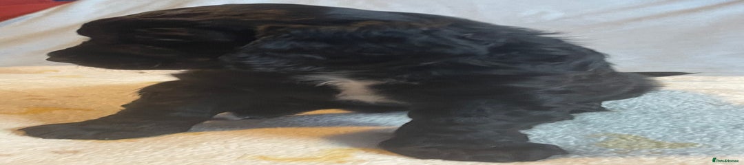 Mixed Breed Puppy 1 - Blue