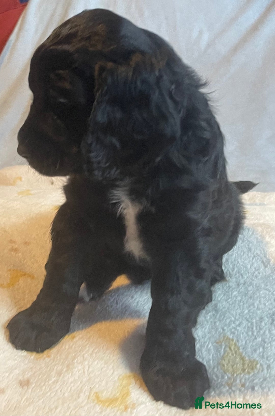 Mixed Breed dogs for sale: Cocker Spaniel cross Cavapoo Pups - Image 17