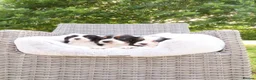 Cockalier dogs for sale: Cockalier puppies - 5 in litter  in Tonbridge - Advert 18