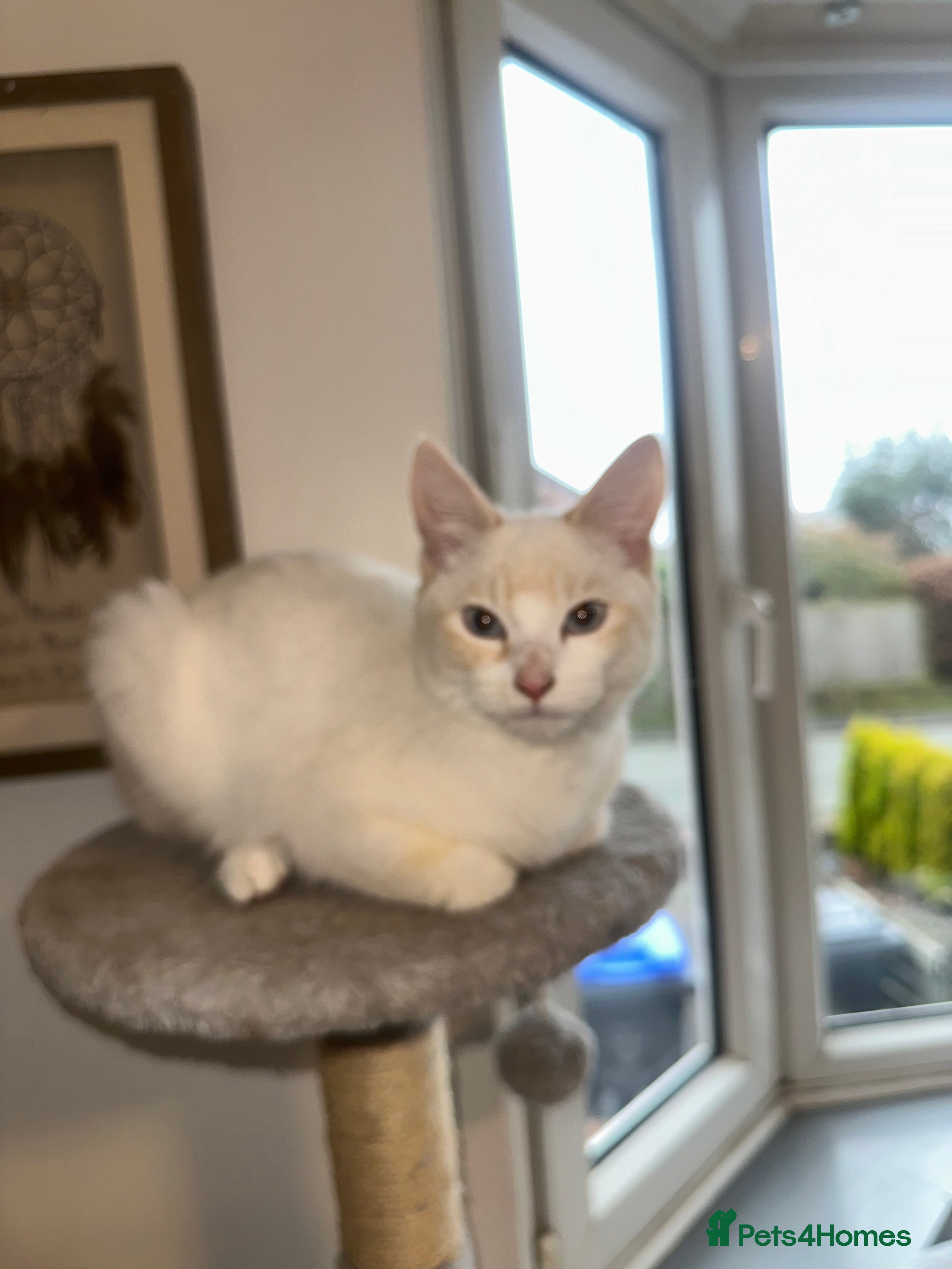 Mixed Breed cats 1 white boy, 2 white and orange girls - Advert 5