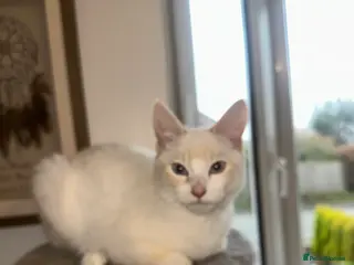 Mixed Breed cats 1 white boy, 2 white and orange girls - Advert 5