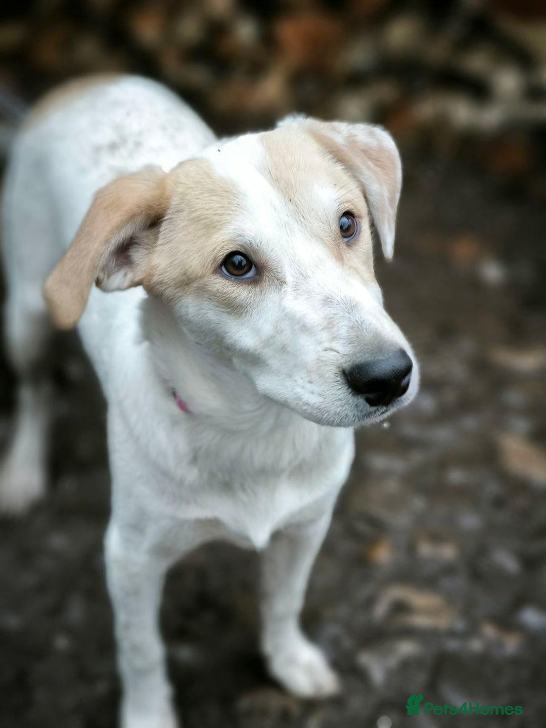 Mixed Breed dogs for adoption: 💙🐶 LEO 🐶💙 - Advert 6