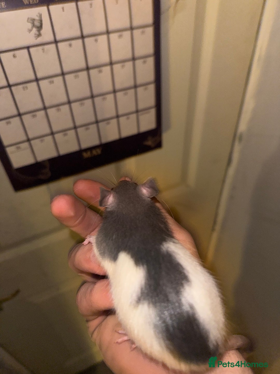 Rat rodents for sale: Fancy rats - Advert 5