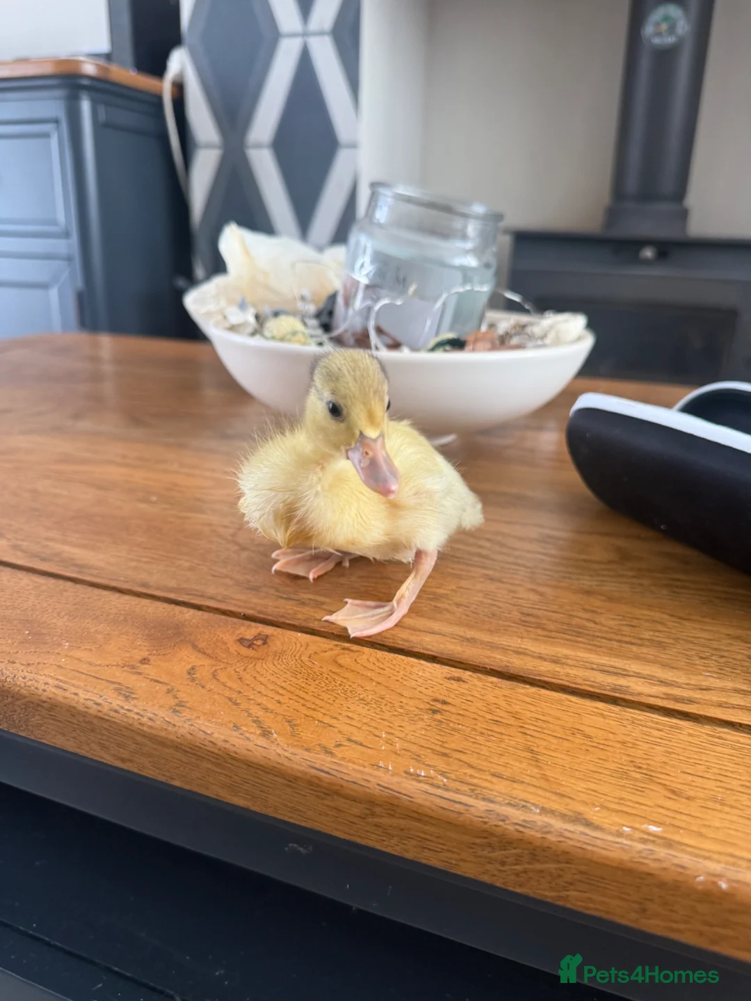 Ducks poultry for sale: 🦆✨Beautiful Call Duck × Snowy Mallard Duckling✨🦆 in Runcorn - Advert 2