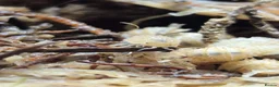 Isopods invertebrates for sale: Crystal Pineapple Isopods x10 - Advert 3