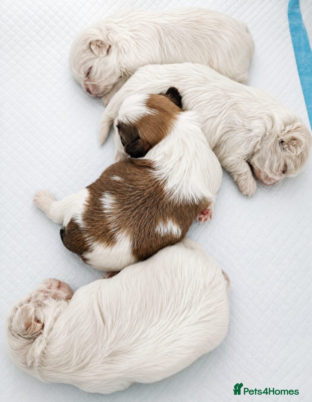 Shih Tzu dogs ❤️🐶Stunning Shih Tzu puppies - Advert 1