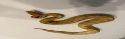 Python Snake reptiles for sale: Various Ball Pythons for sale - Advert 6