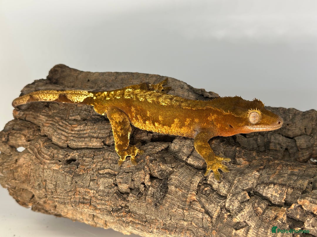 Gecko reptiles for sale: Adult Lilly white crested geckos cb24  - Advert 5
