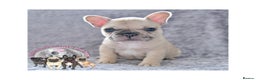 French Bulldog dogs for stud: Full new shade Isabella stud ( now available ) in Hastings - Advert 13