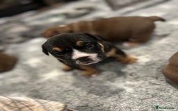 English Bulldog dogs for sale: Chunky English Bulldog Puppies  - Image 20