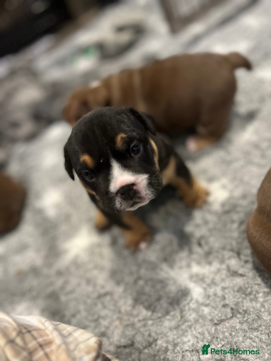 English Bulldog dogs for sale: Chunky English Bulldog Puppies  - Image 20