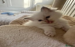 Ragdoll cats for sale: GCCF & TBRCC registered lilac Ragdoll kittens - Image 6