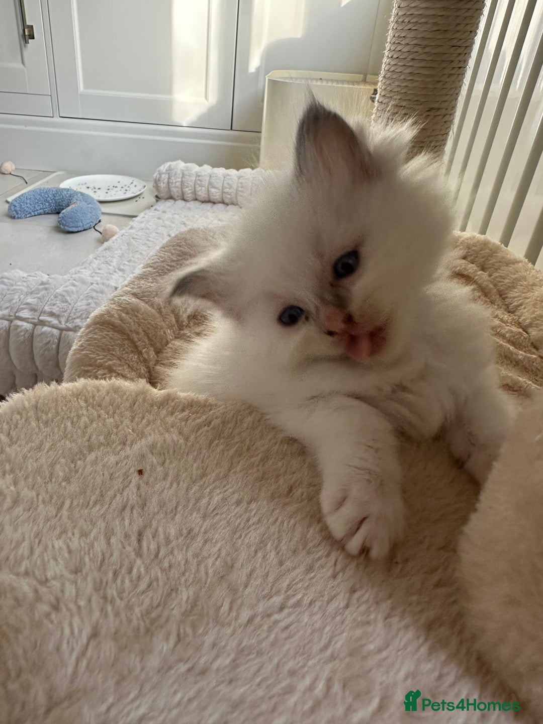 Ragdoll cats for sale: GCCF & TBRCC registered lilac Ragdoll kittens - Image 6