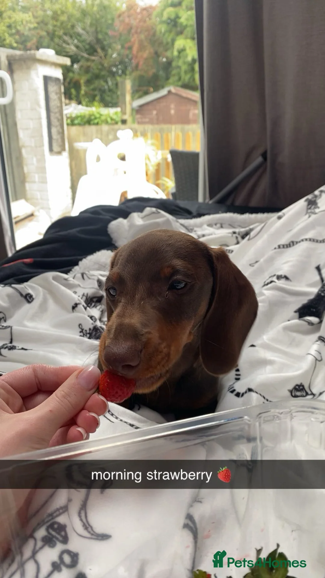 Miniature Dachshund dogs for sale: Miniature dachshund  - Advert 1